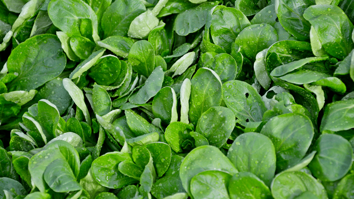 Mâche : le semis de septembre qui assure des salades fraîches même en plein hiver