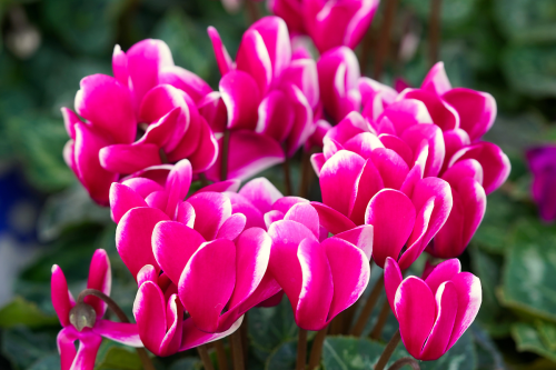 Les cyclamens, robustes et colorés