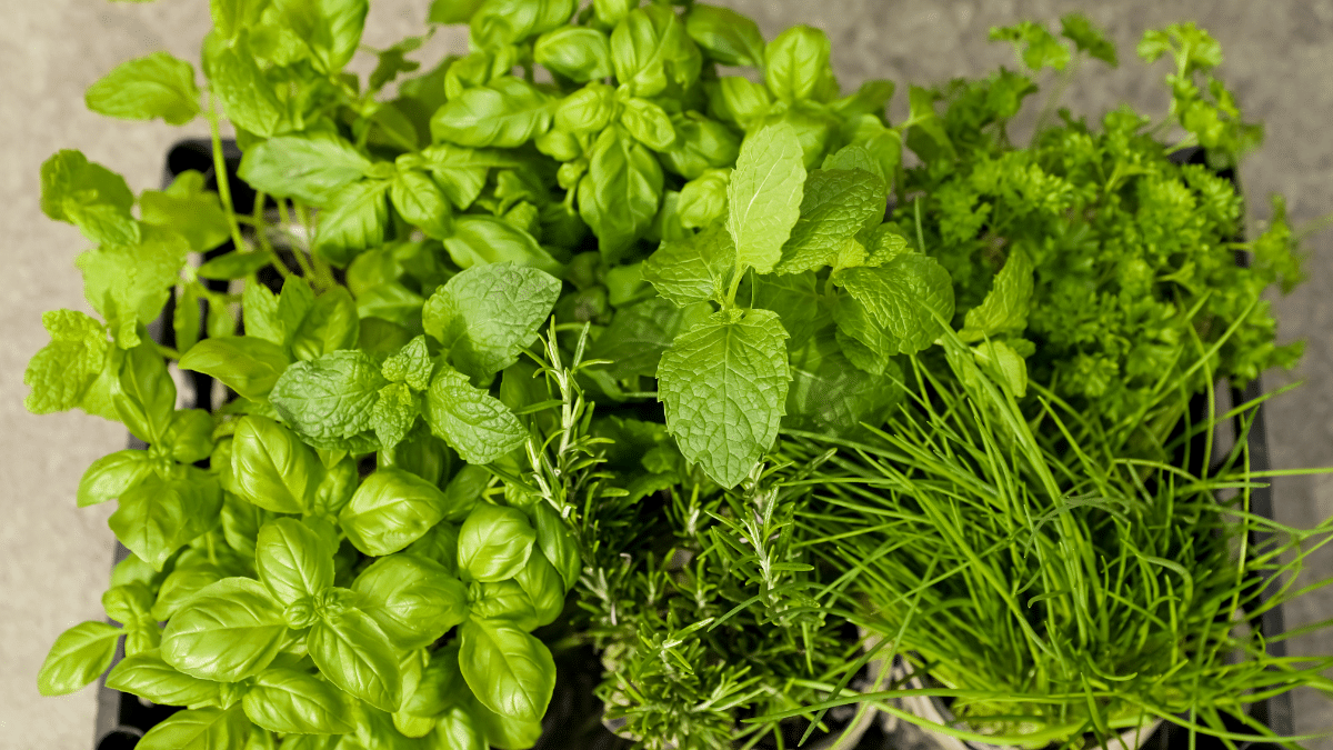 Multiplier les aromatiques avant l’hiver : 4 plantes faciles à bouturer en octobre