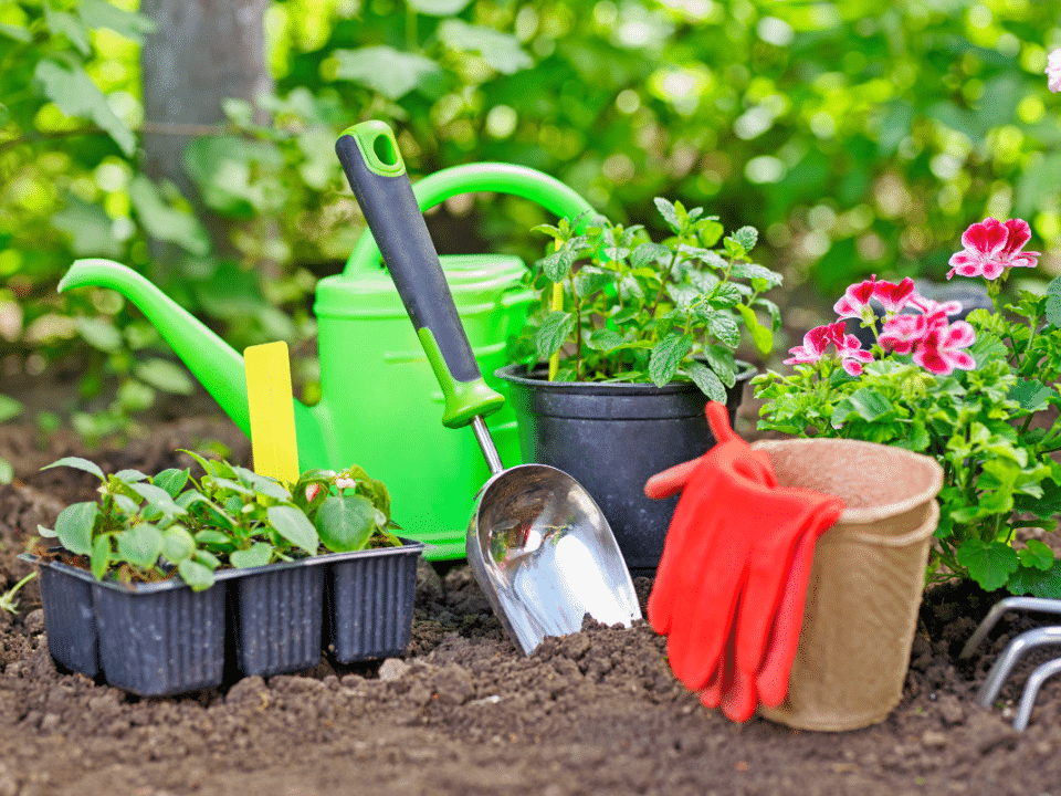 Ce semis d’octobre oublié transforme le jardin en tapis de couleurs dès avril